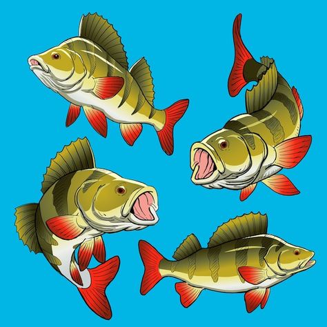 Cold Water Fish, Perch Fish, Perch Fishing, Fish Symbol, Bass Fish, Fish Drawings, Fish Swimming, Game Artwork, Bass Fishing