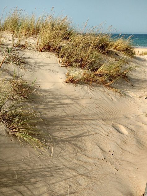 Sand Dune Landscape Design, Sand Dunes Aesthetic, Sand Garden, Landscape Reference, Happy Inspiration, Sportswear Collection, Paintings Ideas, Singing Monsters, Dry Sand