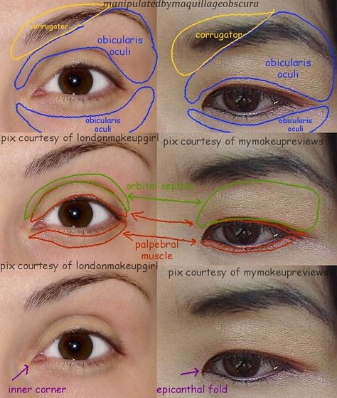 simonist: “ pics and info from here! loads more information at the source “ The placements are approximate. You can see that the Obicularis Oculi and Corrugator muscles are pretty much the same. The... Eyes References, Eye Anatomy, Head Anatomy, Realistic Eye Drawing, Face Anatomy, Draw Eyes, Drawing Eyes, Eyes Drawing, Human Anatomy Drawing