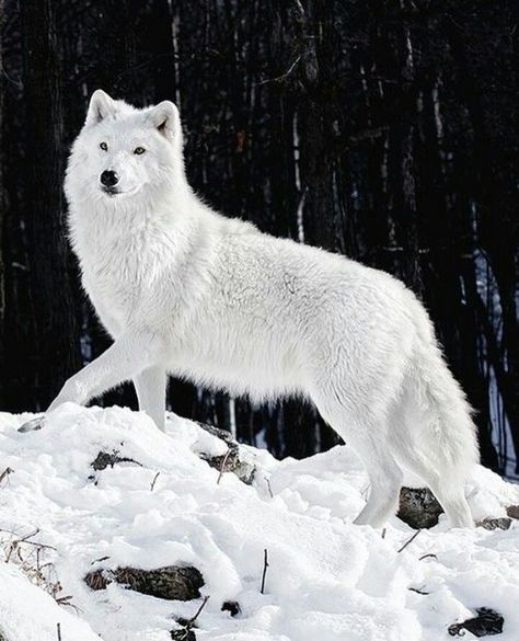 Wolf Iphone Wallpaper, Seth Capella, Wolf Decor, Snow Wolf, Arctic Wolf, Wolf Photos, Wolf Spirit Animal, Wolf Wallpaper, Wolf Love