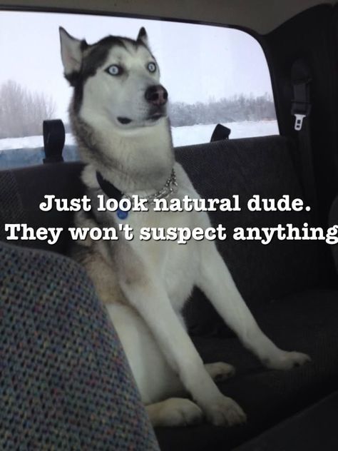 Husky Playing, Chill Dude, Funny Animal Pics, Husky Funny, Cute Husky, Dog Quotes Funny, Siberian Huskies, Moon Moon, A Husky