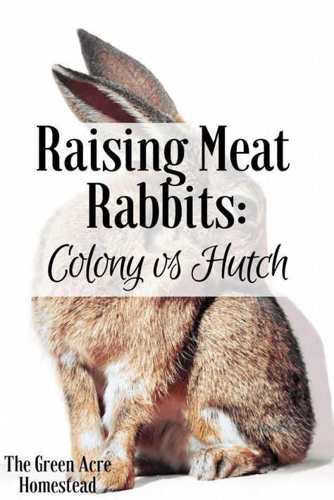 Raising Meat Rabbits, Raising Rabbits For Meat, Raising Turkeys, Female Rabbit, Rabbit Farm, Meat Rabbits, Raising Farm Animals, Raising Rabbits, Rabbit Care