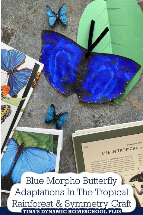 Morpho Butterfly Craft, Rainforest Amazon, Rainforest Butterfly, Rainforest Crafts, Rainforest Activities, Amazon Rain Forest, Book Video, Animal Adaptations, Rainforest Animals