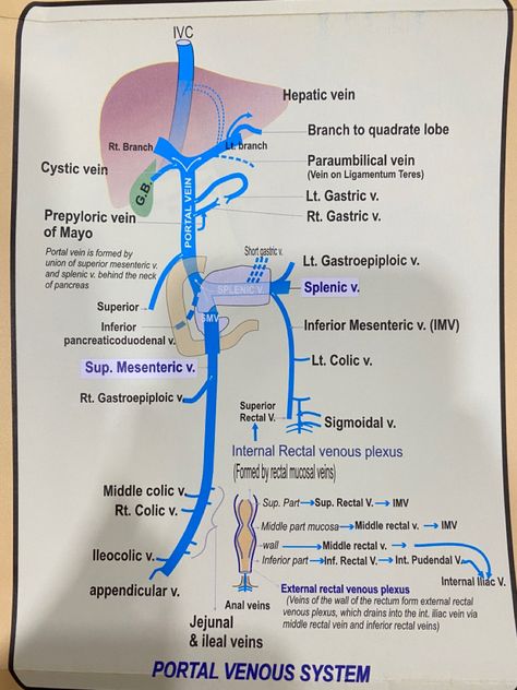 Venous System, Surgery, Portal, Medical, Coding