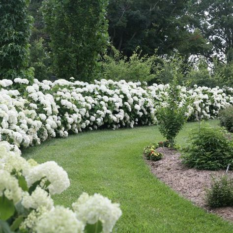 Louisiana Cottage, Hydrangea Arborescens Incrediball, Heart Landscape, Incrediball Hydrangea, Hydrangea Landscaping, Hydrangea Arborescens, White Hydrangeas, Potager Garden, White Garden