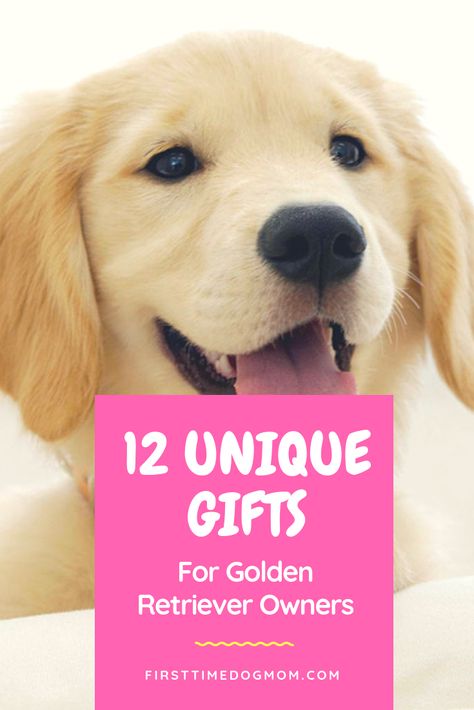 Golden Retriever Instagram, Golden Retriever Owner, Golden Retriever Gifts, Dog Smells, Golden Retriever Puppy, Retriever Puppy, Dogs Golden Retriever, Retriever Dog, Dog Pet