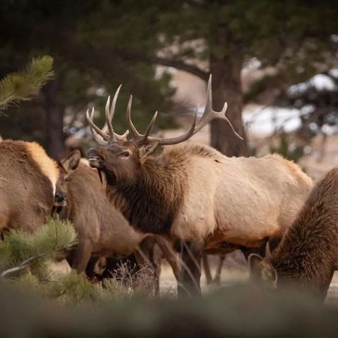 Silent steps echo amidst nature's hush. A patient hunter, camouflaged and focused, embodies primal instincts. The wild's rhythm beats in anticipation. Primal Instincts, Wildlife Photos, Hush Hush, Nature Beauty, Moose, Elk, Camouflage, Deer, Hunting