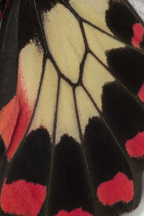 Butterfly Wing Close-up, photograph by Darrell Gulin. Butterfly Wings Pattern, Gcse Art Ideas, On The Wings Of Love, Natural Form Art, Moth Wings, Insect Art, Butterfly Effect, Butterfly Wing, Gcse Art