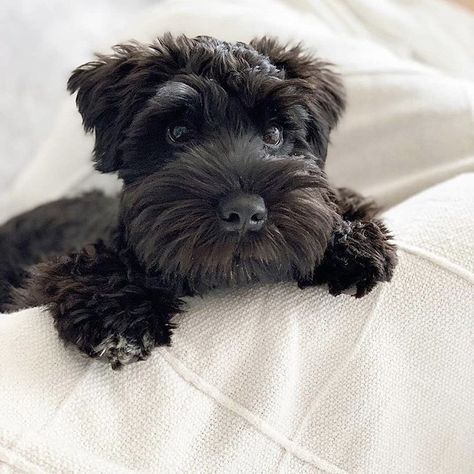 Small Black Dog, Schnauzer Dog, Schnauzer Puppy, Miniature Schnauzer, Black Dog, Double Tap, Puppy Dog, Dog Lovers, Tap