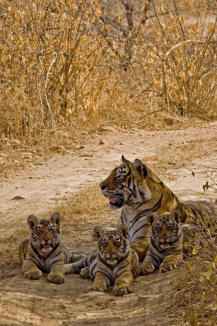 Tiger with young cubs on the forest tracks of Ranthambore tiger reserve, India by Aditya Singh on Flickr. Save The Tiger, Tiger Love, Tiger Cub, Cat Family, Cheetahs, Small Cat, Leopards, Wild Life, Lynx