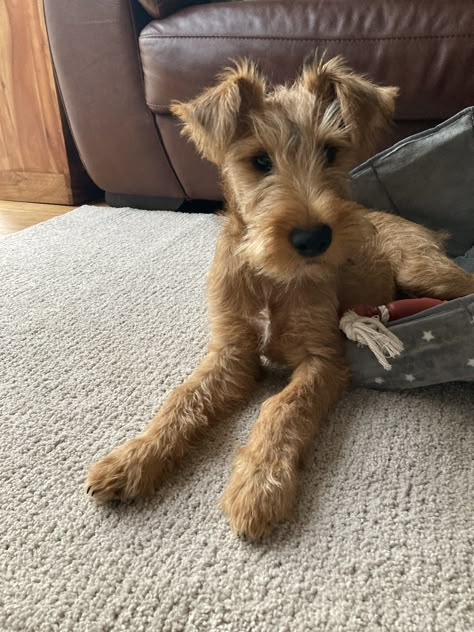 Irish Terrier, Puppies And Kitties, Dream Dog, Pretty Animals, Brown Dog, Silly Animals, Cute Animal Photos, Cute Animal Pictures, Cute Creatures