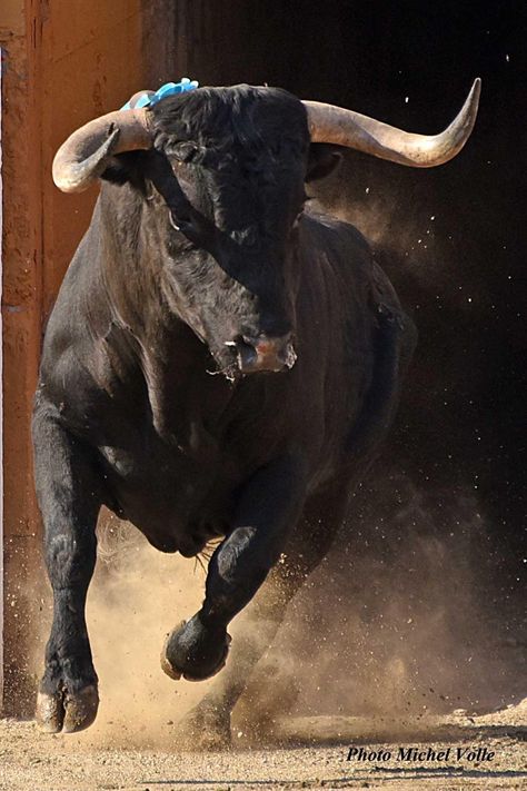 Ox Aesthetic, Bull Reference, Bull Aesthetic, Bull Running, Bull Photo, Bull Photography, Bull Face, Bull Artwork, Spanish Bull