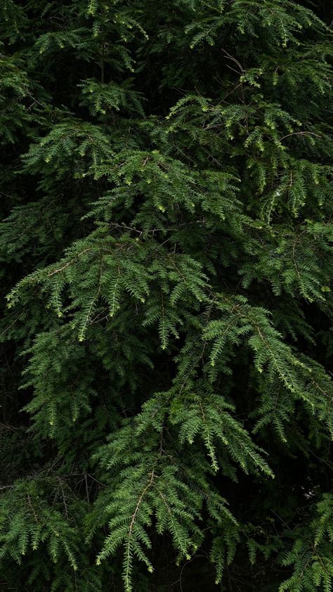 #pinetree #wallpaper #evergreen #dark #green #aesthetic Evergreen Color Aesthetic, Evergreen Trees Aesthetic, Evergreen Aesthetic Wallpaper, Dark Green Aesthetic Christmas, Forest Green Asthetics, Pine Green Aesthetic, Pine Trees Aesthetic, Forest Green Aesthetic Wallpaper, Dark Green Forest Aesthetic