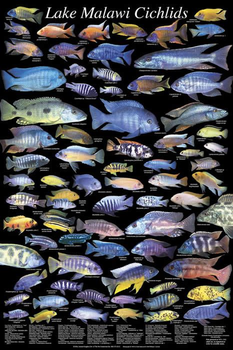 African Cichlid Tank, Lake Malawi Cichlids, African Cichlid Aquarium, Cichlid Aquarium, Malawi Cichlids, Lake Malawi, Cichlid Fish, Books Posters, Tropical Fish Aquarium