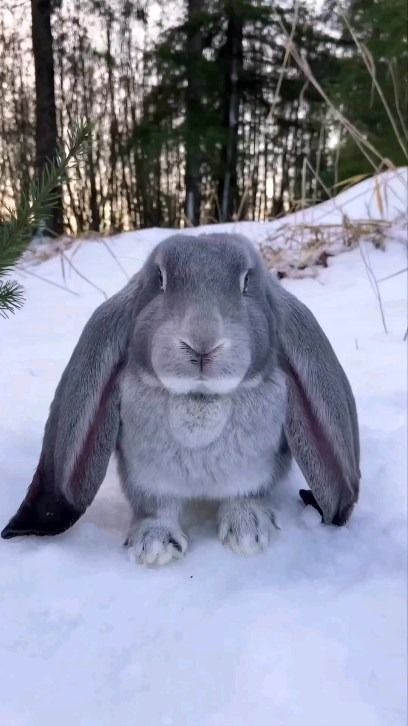 English Lop Rabbit, Florida White Rabbit, English Lop, Lop Bunnies, Bunny Ideas, Rabbit Ideas, Dutch Rabbit, Cutest Puppy Ever, Play Button