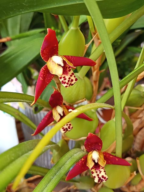 Maxillaria tenuifolia Maxillaria Tenuifolia, Orchids, Stuffed Peppers, Fruit, Plants