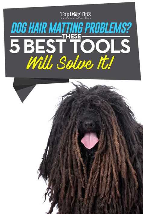 Best Dog Dematting Tool: Top 5 Options for Dealing with Dog Hair Mats. Dogs with long hair are prone to getting mats and tangles. If they are brushed regularly, the tangles don’t usually become mats. However, when not groomed properly, mats will develop in their fur, and they can be extremely hard to remove without the best dog dematting tool. #dog #pets #tools #grooming #dogs #doghair #matting #best #list #brushes Matted Dog Hair, Can Dogs Eat Blueberries, Dog Grooming Tools, Dogs Diy Projects, Dog Remedies, Long Haired Dogs, Dog Tips, Best Dog Food, Dog Training Collar