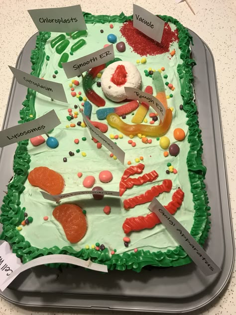 Plant Cell Project Edible Plant Cell Project Ideas, Edible Plant Cell Model, Plant Cell Project Cake, Plant Cell Model Project Ideas, Plant Cell Cake Project, Edible Plant Cell Project, Cell Model Project Ideas, Plant Cell Model Project, Plant Cell Cake Model