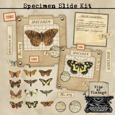 Specimen Labels Free Printables, Specimen Slides, Specimen Cards, Ephemera Ideas, Journaling Vintage, Collage Fodder, Journal Making, Paper Pocket, Pocket Folders