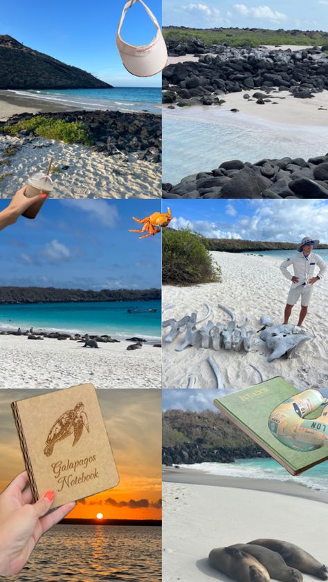 Cruising the Galapagos Islands with me. If you want more information follow me. Galapagos best wildlife while staying in luxury Galapagos Ecuador, Galapagos Tortoise, Galapagos Islands, America Travel, Study Abroad, Ecuador, Tortoise, Around The Worlds, Travel