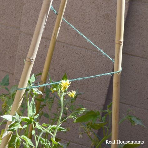 Tomato Support, Pea Trellis, Tomato Planter, Diy Bamboo, Tomato Trellis, Growing Tomatoes In Containers, Bucket Gardening, Bamboo Poles, Diy Trellis