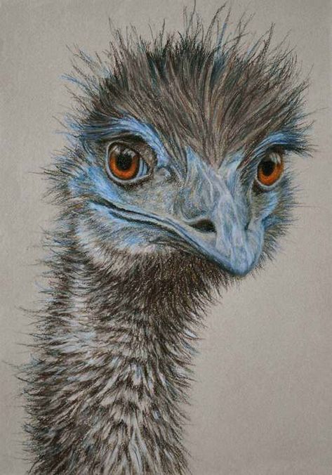 Rachel Newling, Emus Art, Regard Animal, Drawing Hands, Australian Birds, Australian Animals, Bird Drawings, Watercolor Bird, Drawing Tutorials