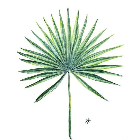 Fan Palm Leaf, Fan Palm, Fan Drawing, Leaf Illustration, Leaf Drawing, Drawing Pattern, The Rainforest, Lifestyle Store, Print Wallpaper