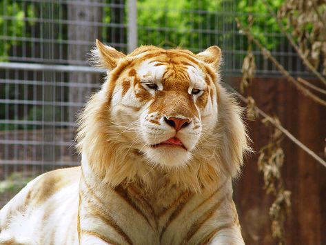 Cute golden tiger Golden Tabby Tiger, Strawberry Tiger, Tabby Tiger, Golden Tabby, Rare Cats, Golden Tiger, Bengal Tiger, Rare Animals, Pretty Animals