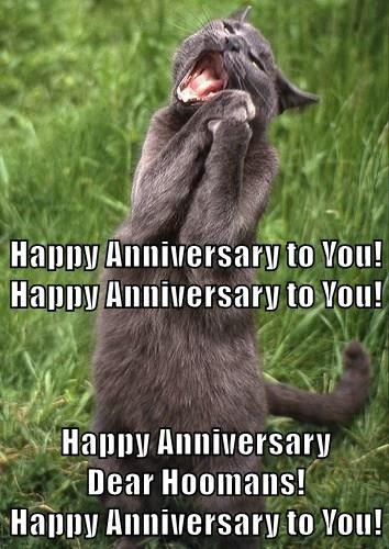 Happy Anniversary Hooman! Work Anniversary Meme, Anniversary Humor, Anniversary Memes, Happy Anniversary Funny, Cheezburger Cat, Work Anniversary, Office Life, Anniversary Funny, Funny Cat Memes