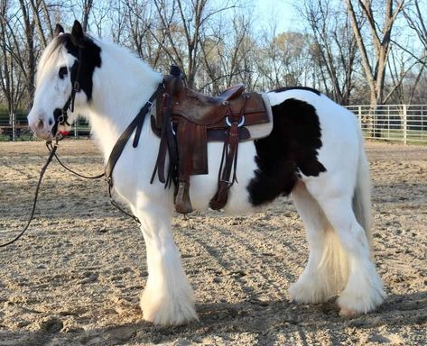 Cob Horse, Horse Coats, Western Horses, Horse Riding Aesthetic, Funny Horse Pictures, Stallion Horses, Cute Horse Pictures, Big Horses, Beautiful Horse Pictures