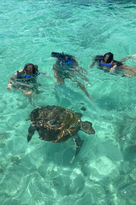 swimming with turtles on the northern coast of Mauritius Swimming With Turtles, Mauritius Island, Beachy Aesthetic, Bahamas Vacation, The Turtles, Coastal Life, Ocean Vibes, Marine Biology, Ocean Creatures