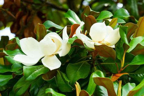 Flowers and foliage of Magnolia grandiflora (Southern magnolia) Shrubs For Full Sun, Magnolia Bush, Blue Star Juniper, Planter Box Ideas, Foundation Plants, Front Yard Makeover, Privacy Hedges, New House Landscaping, Shrubs For Landscaping