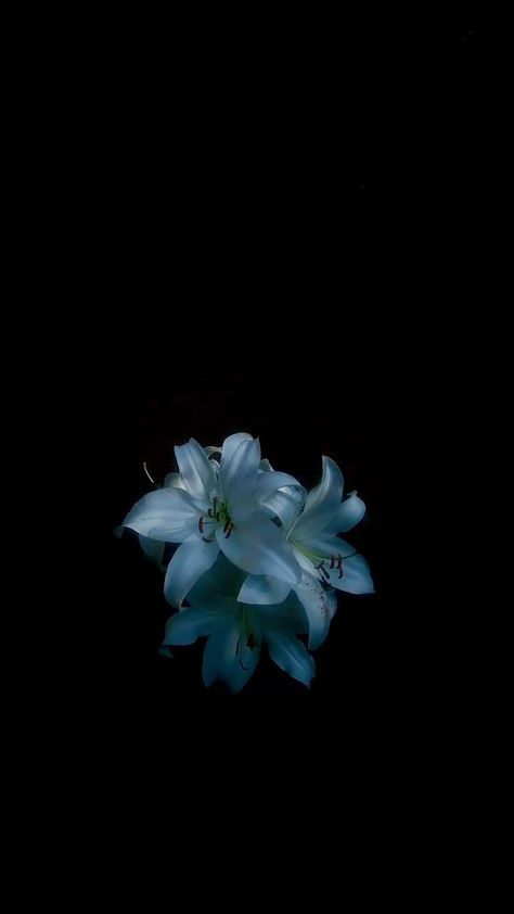 Flowers Aesthetic Black Background, Dark Flower Wallpaper Iphone, Green Flower Black Background, Flower Wallpaper With Black Background, Flowers On A Black Background, Flower Initial Wallpaper, Black Flower Wallpaper Iphone, Black Background With Flower, Wallpaper Iphone Blue Dark