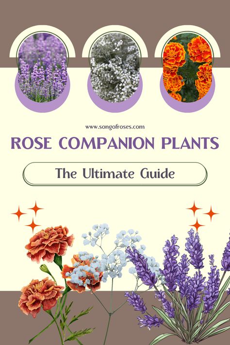 Rose Companion Plants, Container Roses, Planting Marigolds, Honeysuckle Vine, Clematis Vine, Companion Plants, Attracting Beneficial Insects, Rose Varieties, Baby S Breath