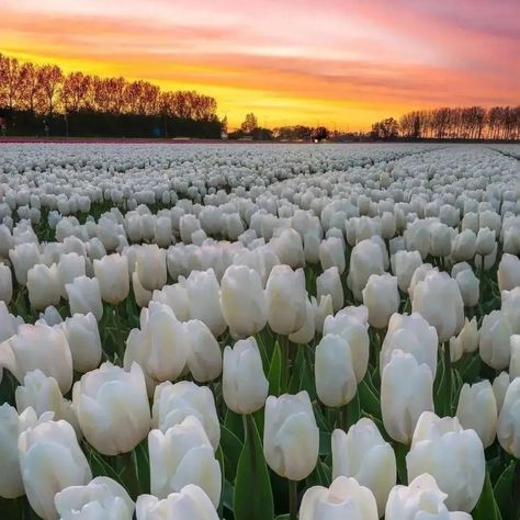 Flower Desktop Wallpaper, Flowers Photography Wallpaper, Pretty Landscapes, White Tulips, Amazing Sunsets, Photography Wallpaper, Nature Aesthetic, Flower Field, Flower Pictures