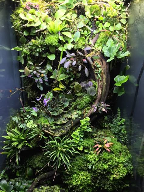 Regenwaldterrarium mit verschiedenen Pflanzen Bioactive Vivarium, Orchid Terrarium, Frog Terrarium, Gecko Terrarium, Taman Air, Beautiful Terrariums, Aquarium Terrarium, Reptile Terrarium, Plants Growing