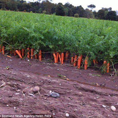 Marchew Cake Recipes Carrot, Recipes Carrot Cake, Carrot Dog Treats, Carrot Harvest, Cake Dessert Recipes, Carrot Cake Recipes, Carrot Cake Dessert, Carrot Farm, Carrot Recipe