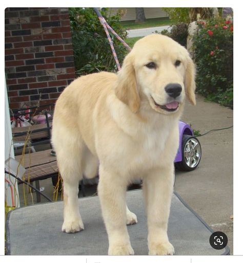 Golden Retriever Short Hair, Golden Retriever Haircut Styles, Golden Retriever Haircut, Dog Haircut, Box Turtles, Grooming Dogs, Golden Retriever Names, Golden Retriever Baby, Turtle Care