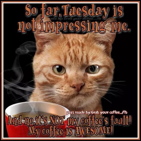 Tuesdsy Tuesday Morning Coffee, Tuesday Quotes Funny, Weekly Greetings, Tuesday Coffee, Morning Coffee Funny, Mindful Yoga, Coffee Meme, Coffee Quotes Funny, Funny Coffee Quotes