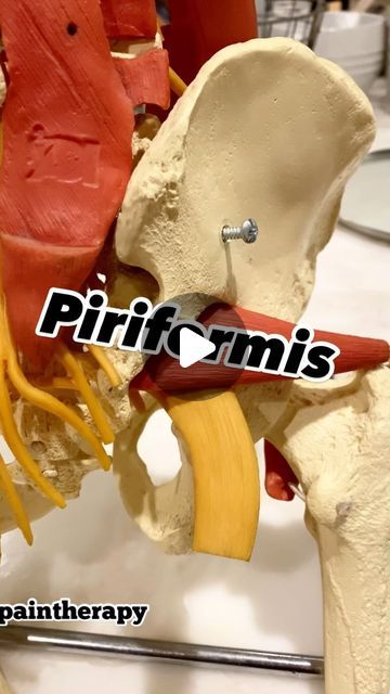 𝚂𝚝𝚎𝚟𝚎𝚗 𝙼𝚞𝚛𝚙𝚑𝚎𝚢 ɴ.ᴍ.ᴛ. on Instagram: "Should we strengthen or stretch the Piriformis muscle ? 

The answer depends on the position of your femur/long upper leg bone. Here I explain what to look for that will help you determine if your Piriformis needs stretching or strengthening. 

@paintherapy" How To Release Piriformis Muscle, Periformus Pain Relief, Piriformis Stretch Exercises, Femur Bone, Piriformis Muscle, Piriformis Stretch, Piriformis Syndrome, Leg Bones, Pain Relief