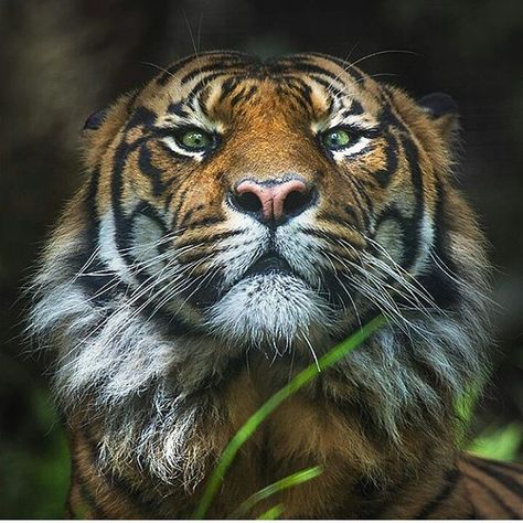 Green eyes   Photography by @art_x_photography #Wildgeography Green Eyes Photography, Tiger With Green Eyes, Eyes Photography, Sumatran Tiger, Pet Tiger, Eye Photography, About Animals, All About Animals, Snow Leopard