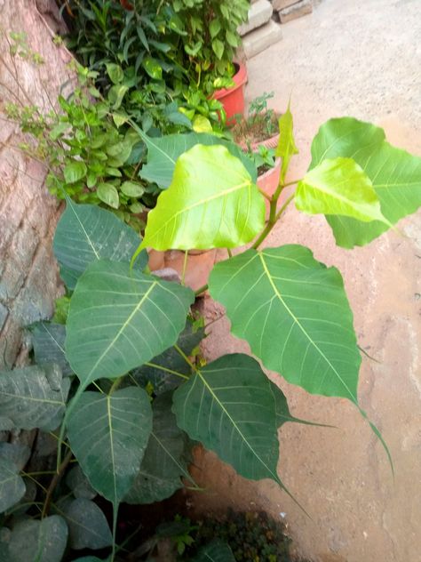 Peepul Tree, Peepal Tree, Herbal Plants, Green Tree, Green Trees, Nature Photos, To Grow, Soil, Plant Leaves