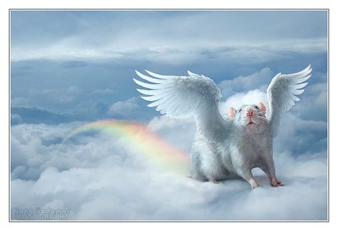 Safir on the Rainbow Bridge by DianePhotos Animals In Heaven, Rainbow Kitten Surprise Tattoo, Kitten With Wings, Rainbow Dolphin Image, Cat With Wings Fantasy Art, Fancy Rat, Mouse Rat, Love Rainbow, Pet Rats