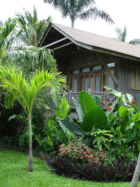 Hawaiian Landscaping, Hawaii Landscape Yard, Hawaiian Ti Plant Landscape, Hawaii Native Plants, Lush Tropical Garden, Hawaiian Ti Plants, Negril, Plants, Photography