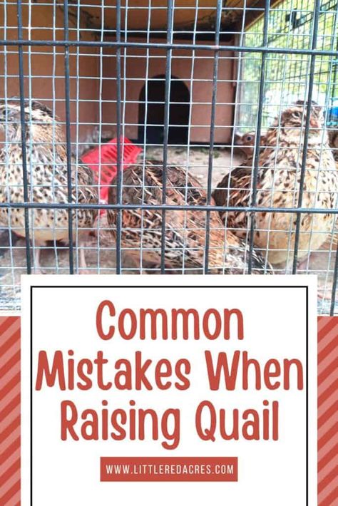 How To Care For Quail, Plants For Quail Coop, Coturnix Quail Pen Ideas, Diy Quail Brooder, Raising Quail Indoors, Small Quail Coop, How To Raise Quail, Button Quail Housing, Quail Feed Recipe