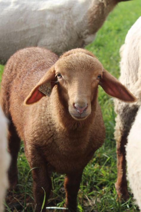 Tunis sheep – Tarheelbilly Farm Tunis Sheep, Sheep Farm Aesthetic, Sheep Herding Dogs, Red Sheep, Sheep Herding Aesthetic, Katahdin Sheep, Sheep In Green Pastures, Homestead Farm, Future Farms