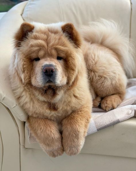 ❤️ 𝗙𝗼𝗹𝗹𝗼𝘄 @chowtimechowchow 𝗙𝗼𝗹𝗹𝗼𝘄 @chowtimechowchow • • •⁠ 𝗟𝗶𝗸𝗲 & 𝗧𝗮𝗴 a friend to share a smile.⁠ • • •⁠ 📸: @leochowturner Baby Chow Chow Puppies, Cute Dogs Chow Chow, Chow Chow Aesthetic, Chow Chow Puppies, Chow Chow Dog Puppy, Chow Chow Mixed Breeds, Chow Chow Mix Dog, Perros Chow Chow, Dogs Tattoo Ideas