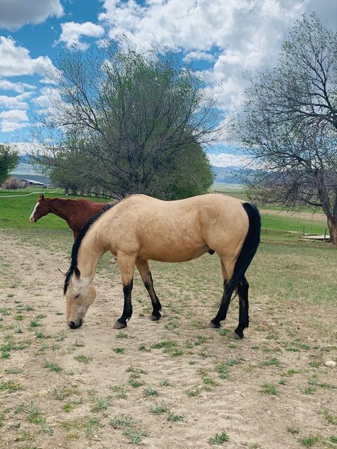 Quarter Horse Buckskin, Dark Buckskin Horse, Buttermilk Buckskin Horse, Buck Skin Horse, Palomino Western Horse, Buckskin Horse Aesthetic, Buckskin Foal, Buckskin Mustang, Buckskin Quarter Horse