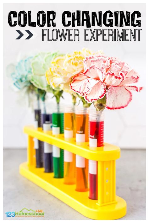 Flower Crafts Preschool, Flower Science, Human Body Projects, Plant Activities, 2nd Grade Math Worksheets, Easy Science Experiments, Science Projects For Kids, Fair Projects, Simple Machines