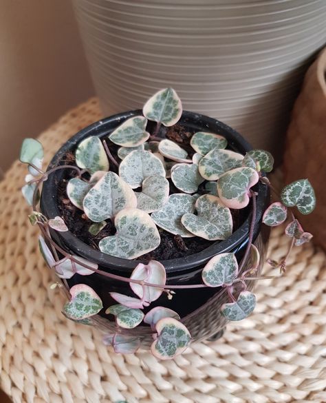 Variegated String of hearts💟💟 Ceropegia woodii variegated Variegated String Of Hearts, Ceropegia Woodii, String Of Hearts, Indoor Plants, Plants